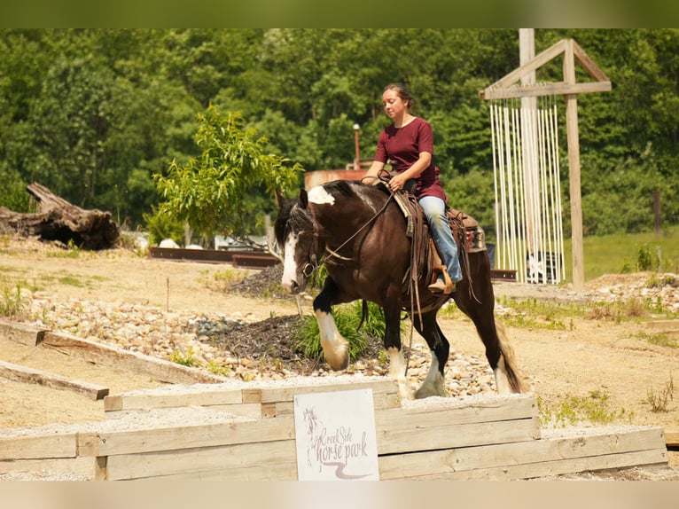 Gypsy Horse Mix Gelding 4 years 14,3 hh in Fresno, OH