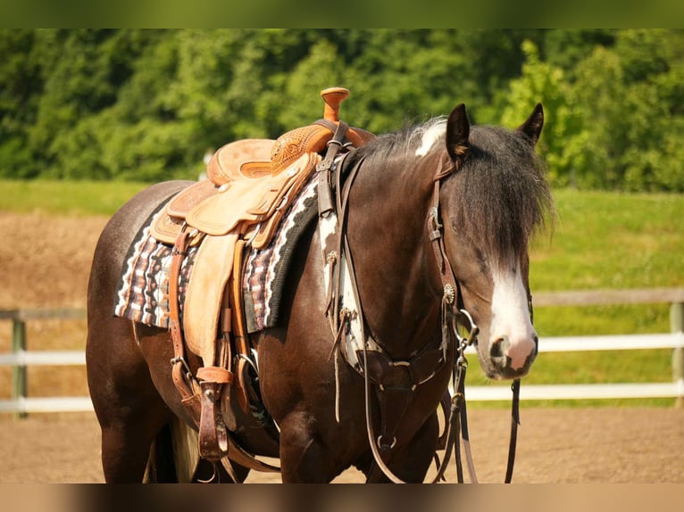 Gypsy Horse Mix Gelding 4 years 14,3 hh in Fresno, OH