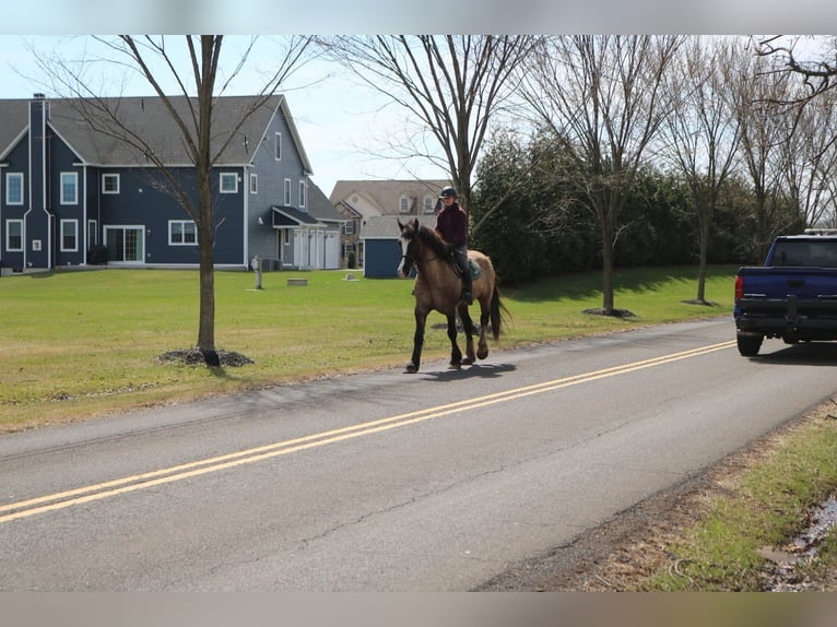 Gypsy Horse Mix Gelding 4 years 15.3 hh Grullo in Perkasie