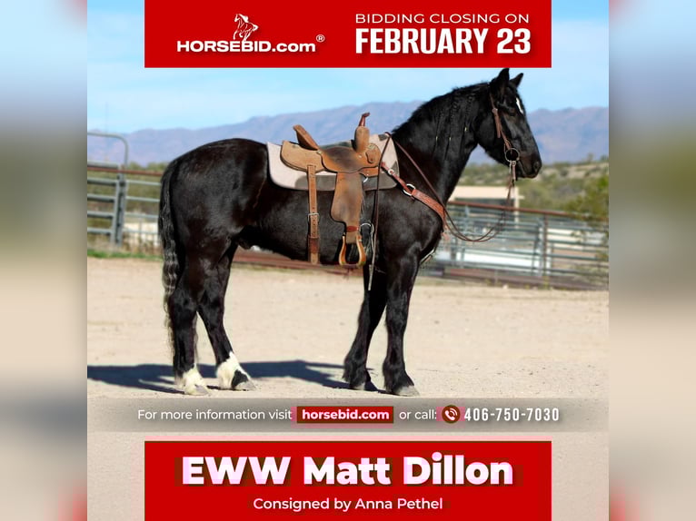 Gypsy Horse Mix Gelding 4 years 15 hh Black in Wickenburg