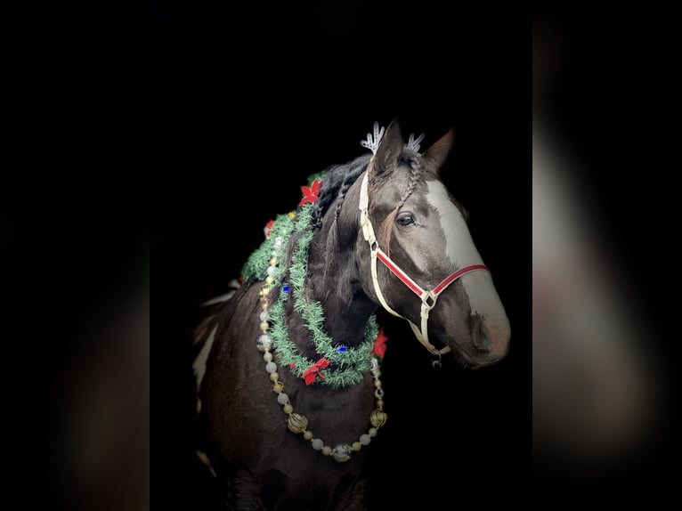 Gypsy Horse Mix Gelding 4 years 15 hh Pinto in Gap