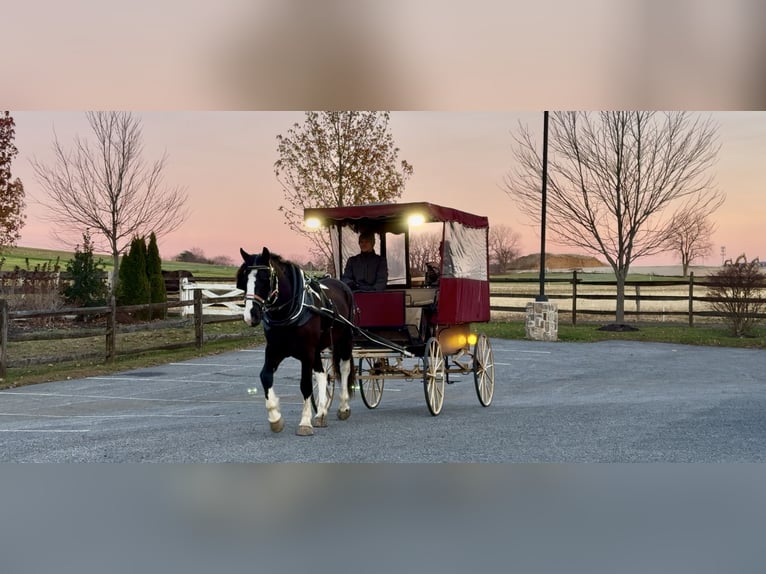 Gypsy Horse Mix Gelding 4 years 15 hh Pinto in Gap