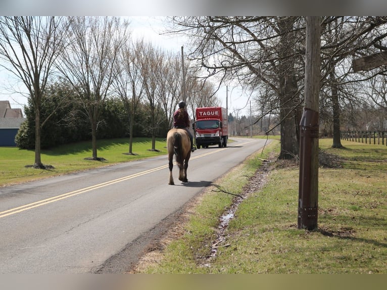 Gypsy Horse Mix Gelding 4 years 15,3 hh Grullo in Perkasie