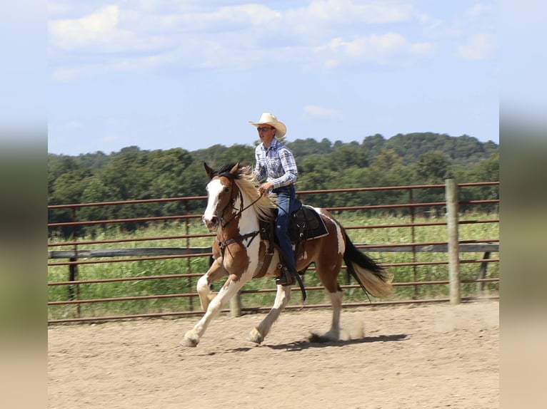 Gypsy Horse Mix Gelding 4 years 15,3 hh Pinto in Auburn