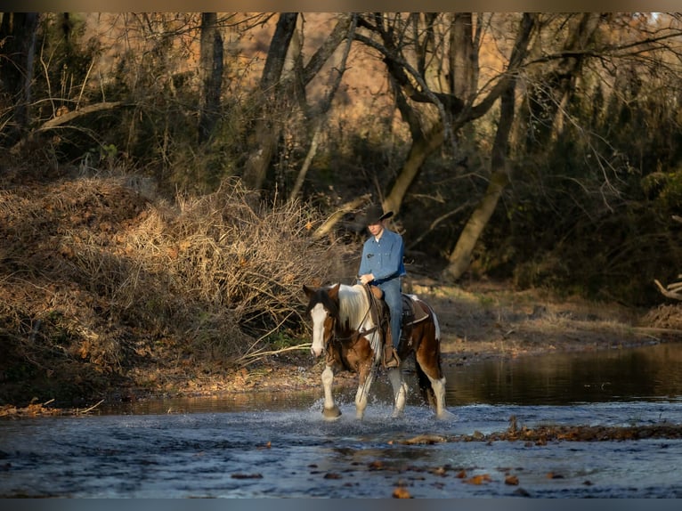 Gypsy Horse Mix Gelding 4 years 15,3 hh Pinto in Auburn