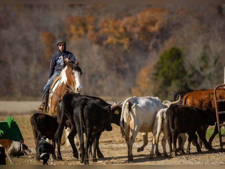 Gypsy Horse Mix Gelding 4 years 15,3 hh Pinto in Auburn