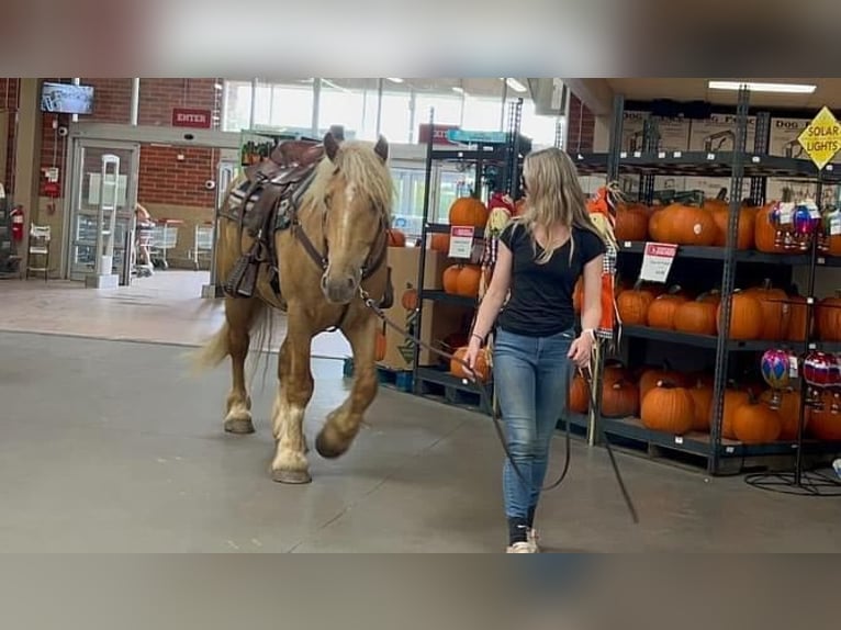 Gypsy Horse Gelding 4 years 16,2 hh Palomino in Howell, MI