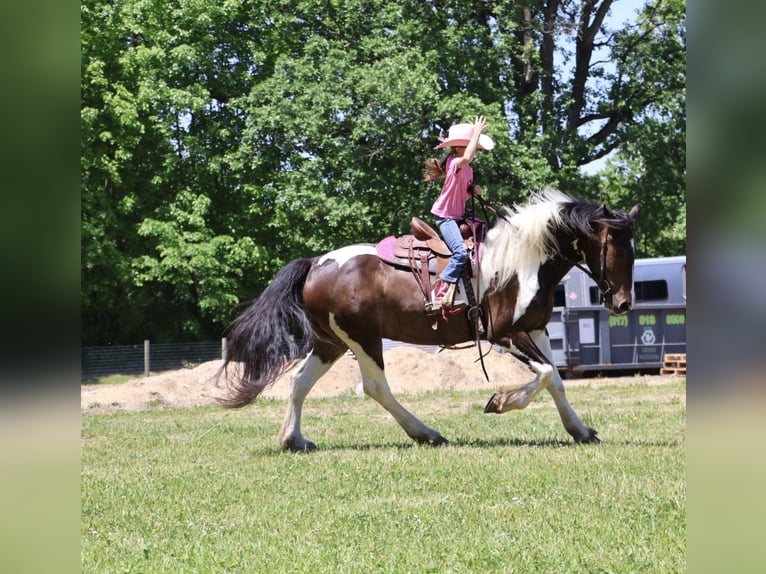 Gypsy Horse Mix Gelding 4 years 16 hh Pinto in Howell