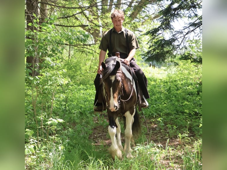 Gypsy Horse Mix Gelding 4 years 16 hh Pinto in Howell