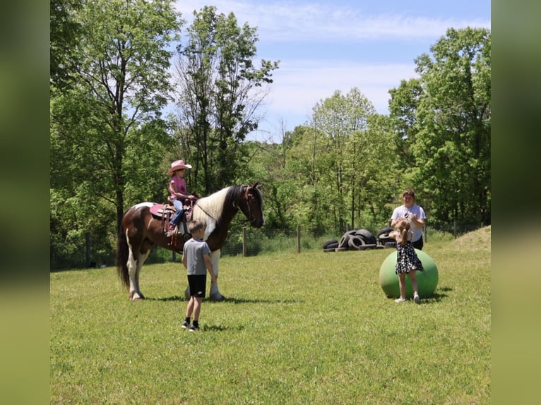 Gypsy Horse Mix Gelding 4 years 16 hh Pinto in Howell