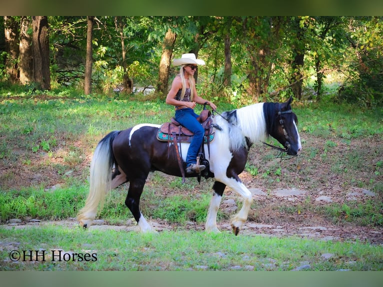 Gypsy Horse Gelding 4 years 16 hh Tobiano-all-colors in Flemingsburg KY