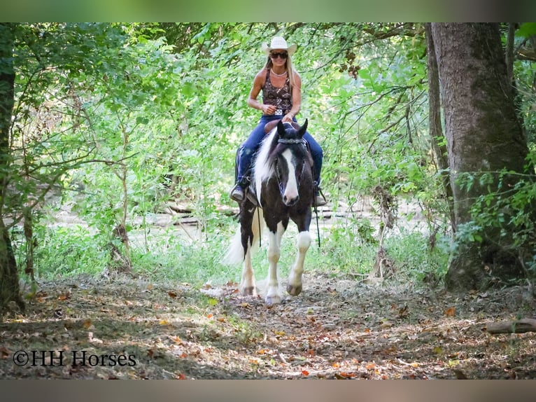 Gypsy Horse Gelding 4 years 16 hh Tobiano-all-colors in Flemingsburg KY