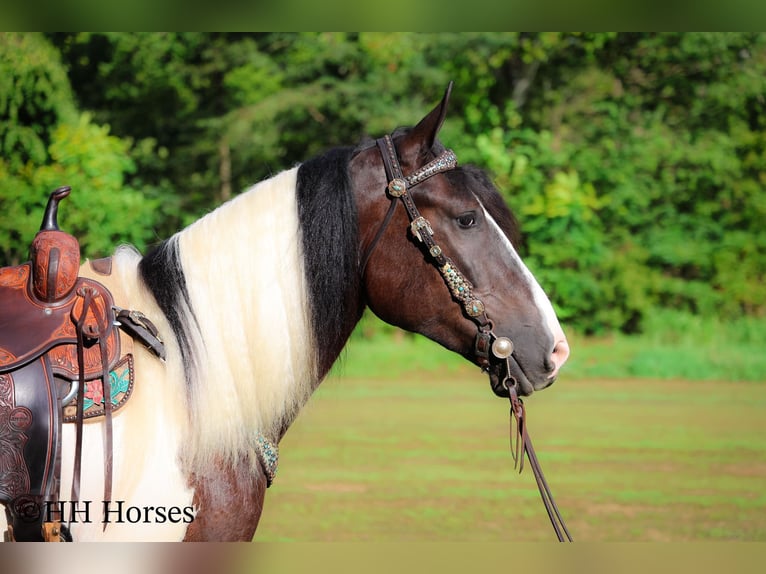 Gypsy Horse Gelding 4 years 16 hh Tobiano-all-colors in Flemingsburg KY