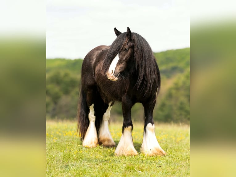 Gypsy Horse Gelding 4 years Black in Clearville