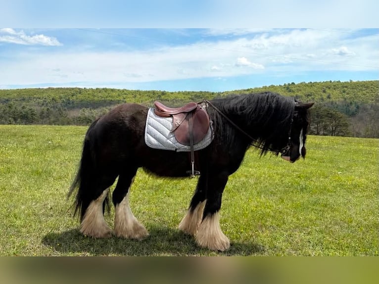 Gypsy Horse Gelding 4 years Black in Clearville