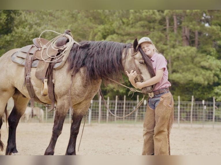 Gypsy Horse Mix Gelding 4 years Buckskin in Bloomburg