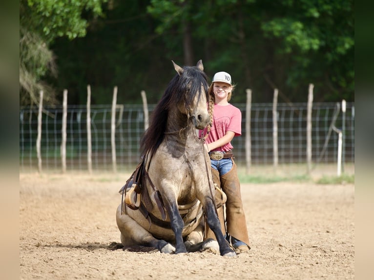 Gypsy Horse Mix Gelding 4 years Buckskin in Bloomburg