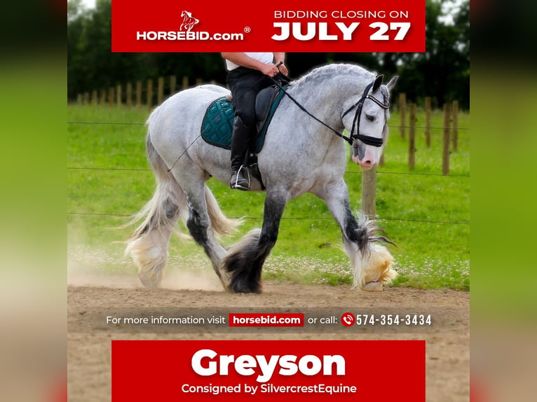 Gypsy Horse Gelding 4 years Grey in Syracuse