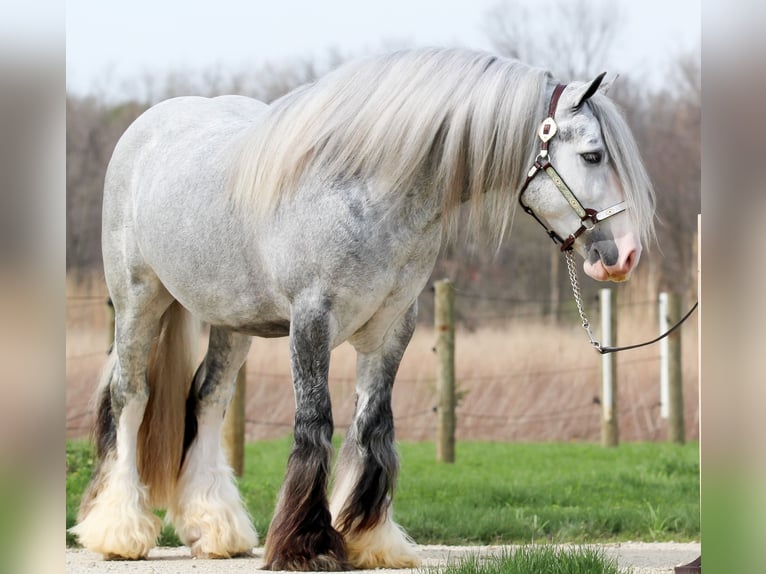 Gypsy Horse Gelding 4 years Grey in Syracuse