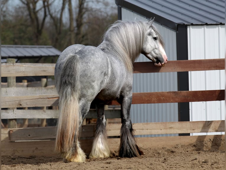 Gypsy Horse Gelding 4 years Grey in Syracuse