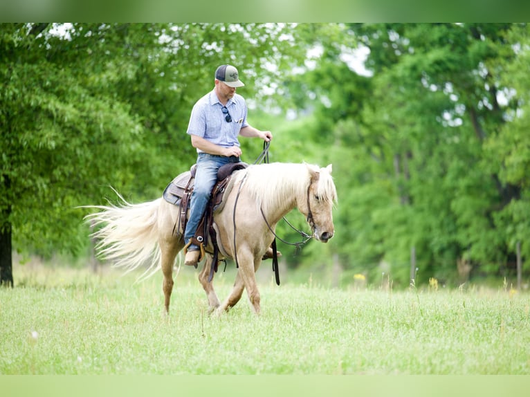Gypsy Horse Mix Gelding 4 years Palomino in Bloomburg