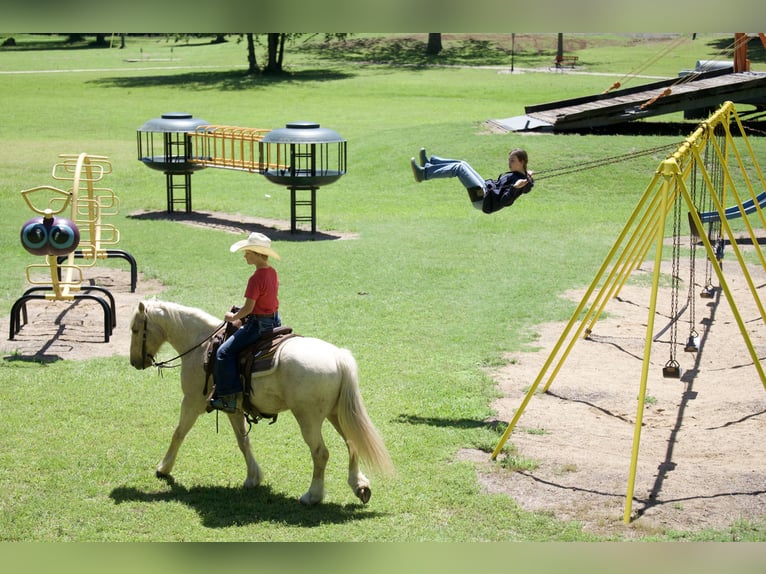 Gypsy Horse Mix Gelding 4 years Palomino in Bloomburg