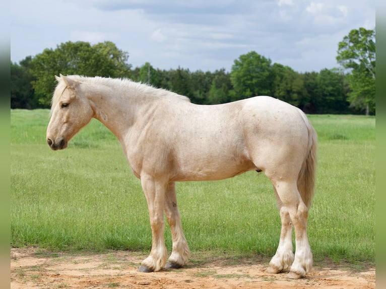 Gypsy Horse Mix Gelding 4 years Palomino in Bloomburg