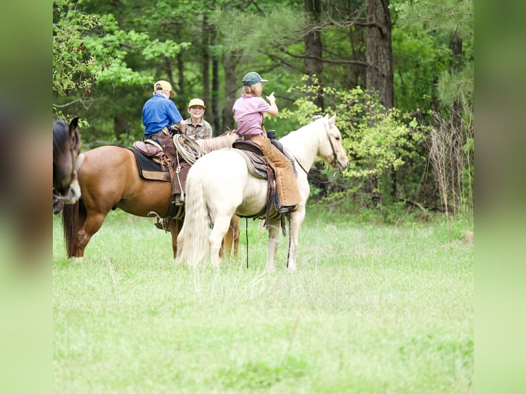 Gypsy Horse Mix Gelding 4 years Palomino in Bloomburg