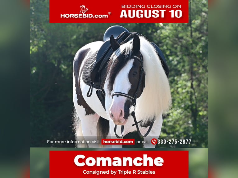 Gypsy Horse Gelding 4 years Pinto in Millersburg