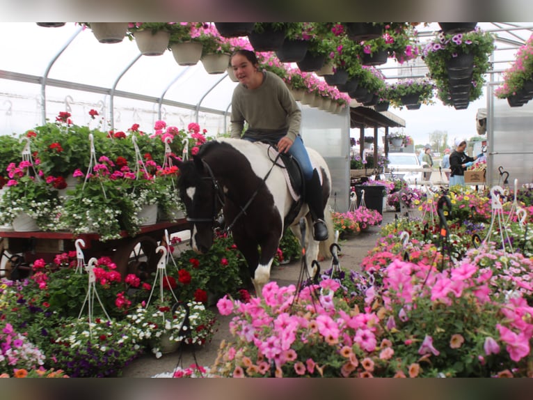 Gypsy Horse Mix Gelding 4 years Pinto in Millersburg