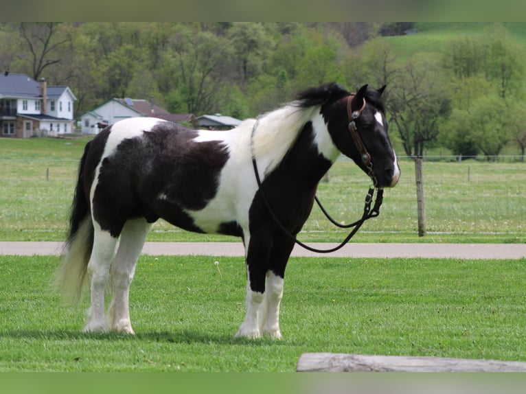 Gypsy Horse Mix Gelding 4 years Pinto in Millersburg