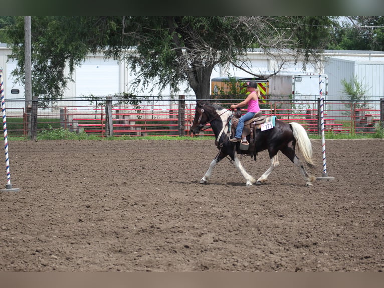 Gypsy Horse Mix Gelding 4 years Pinto in Oskaloosa