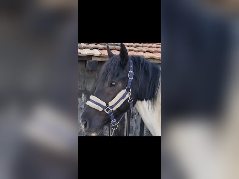 Gypsy Horse Mix Gelding 4 years Pinto in Kirchdorf an der Krems