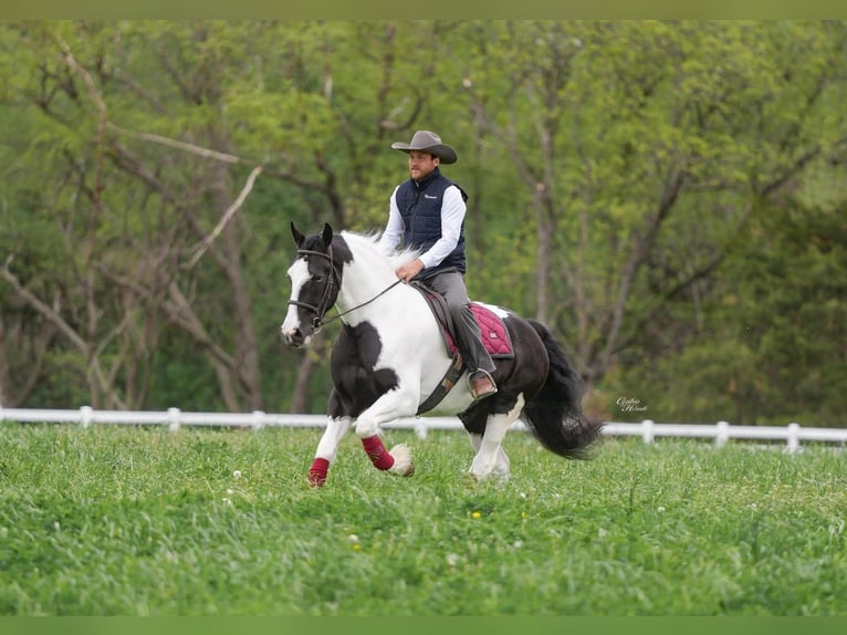 Gypsy Horse Mix Gelding 4 years Pinto in Independence
