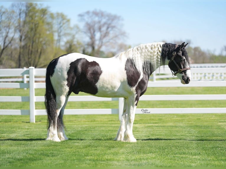 Gypsy Horse Mix Gelding 4 years Pinto in Independence