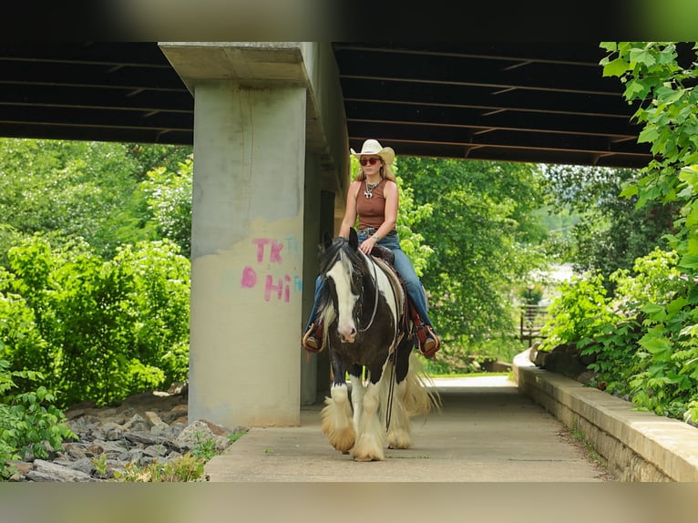 Gypsy Horse Gelding 4 years Pinto in Quitman