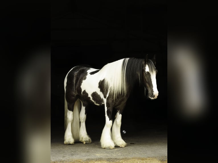 Gypsy Horse Gelding 4 years Pinto in Quitman