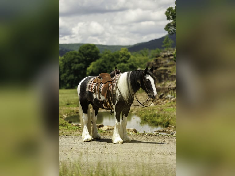 Gypsy Horse Gelding 4 years Pinto in Quitman