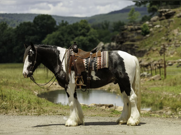 Gypsy Horse Gelding 4 years Pinto in Quitman