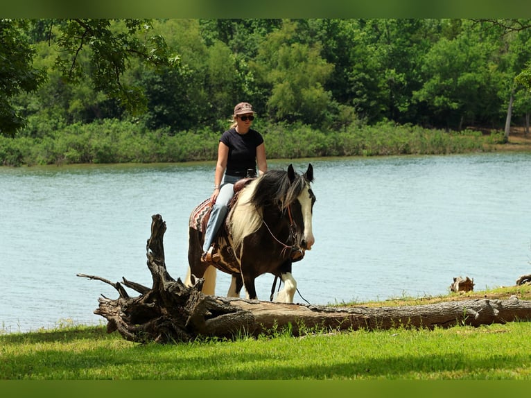 Gypsy Horse Gelding 4 years Pinto in Quitman