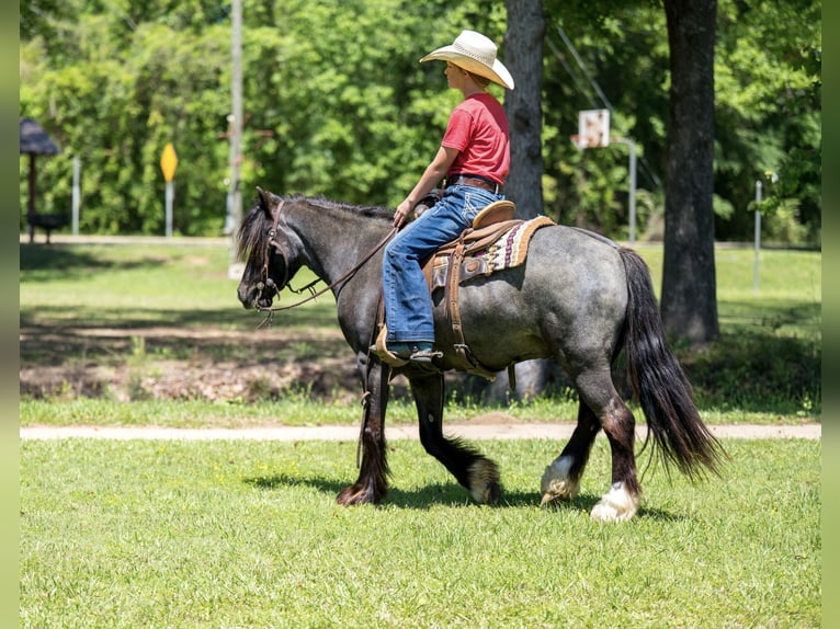 Gypsy Horse Mix Gelding 4 years Roan-Blue in Bloomburg