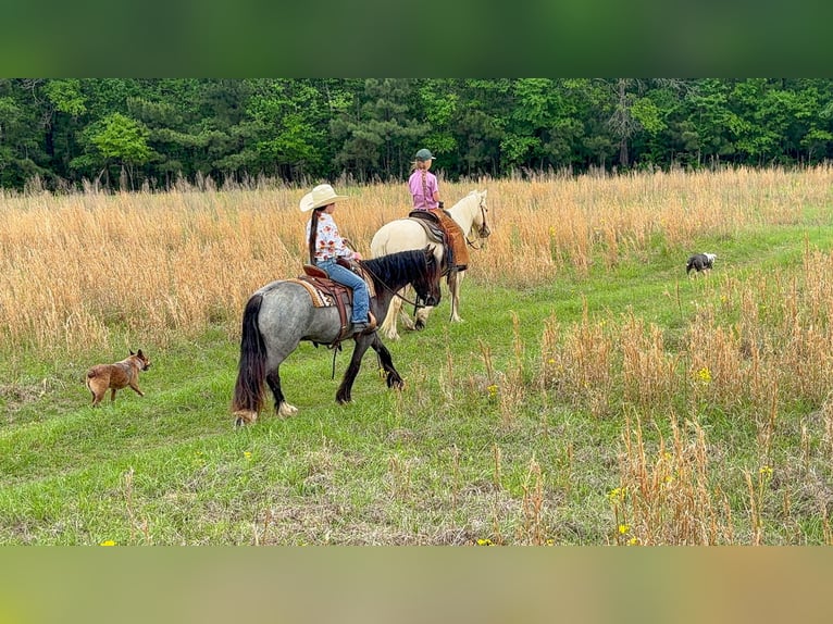 Gypsy Horse Mix Gelding 4 years Roan-Blue in Bloomburg