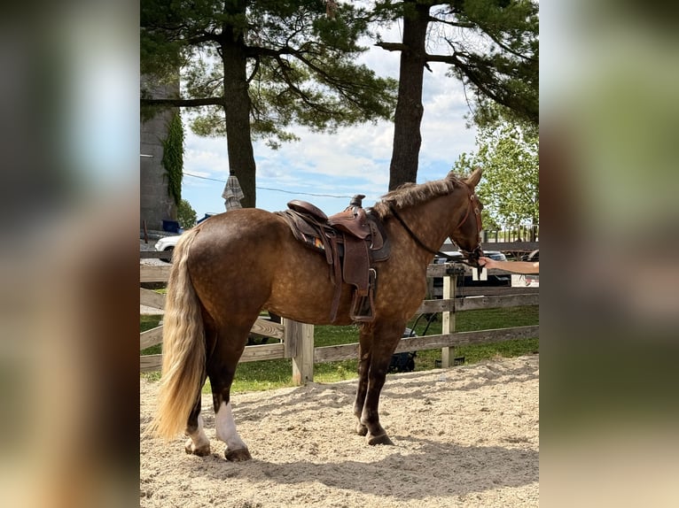 Gypsy Horse Mix Gelding 4 years  in Gap