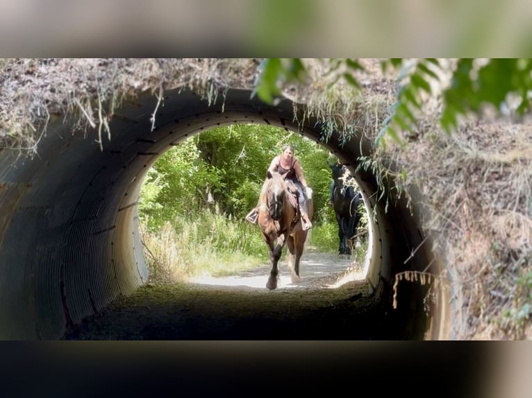 Gypsy Horse Mix Gelding 4 years  in Gap