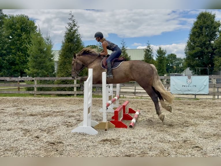 Gypsy Horse Mix Gelding 4 years  in Gap