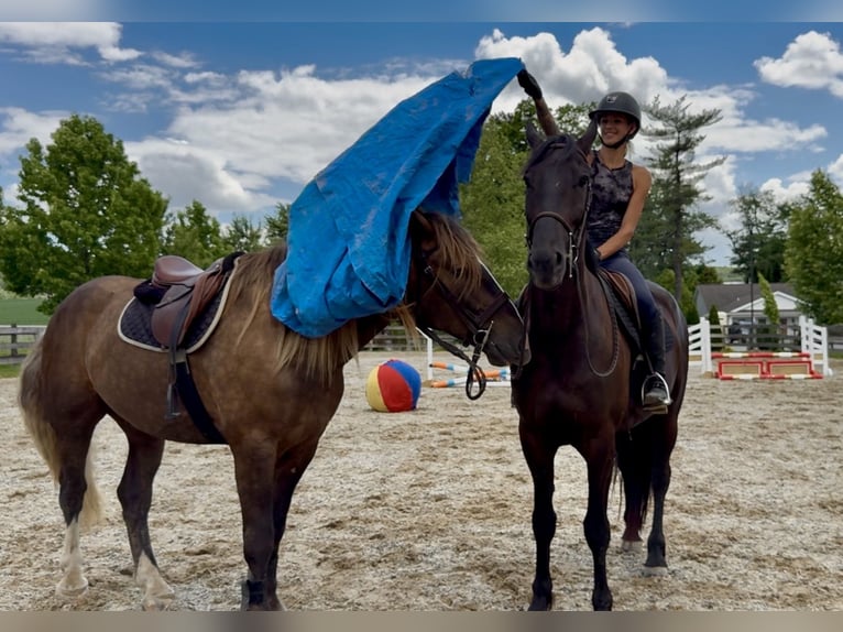 Gypsy Horse Mix Gelding 4 years  in Gap