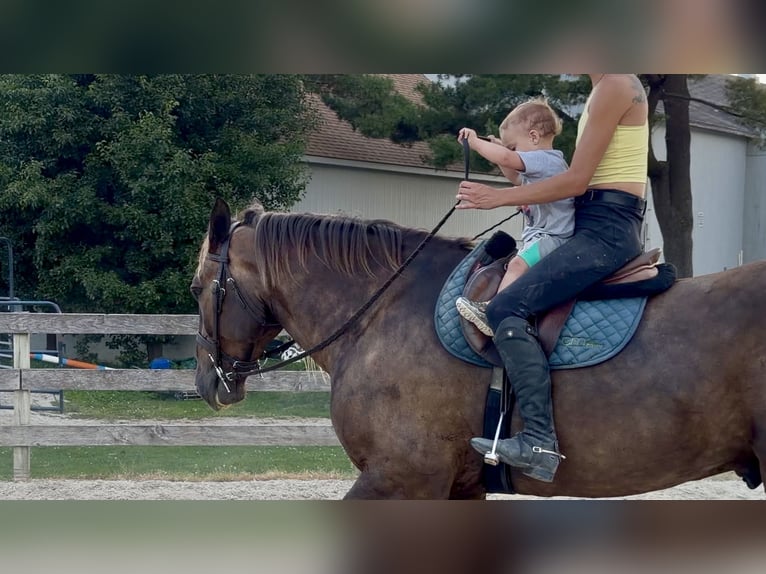 Gypsy Horse Mix Gelding 4 years  in Gap