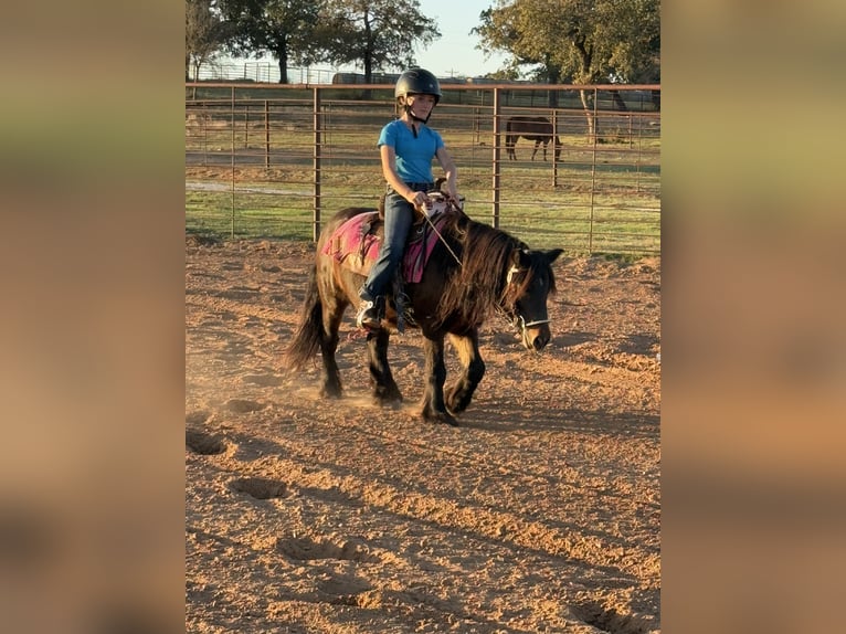 Gypsy Horse Mix Gelding 5 years 10,1 hh Bay in Weatherford