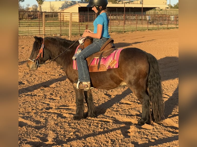 Gypsy Horse Mix Gelding 5 years 10,1 hh Bay in Weatherford