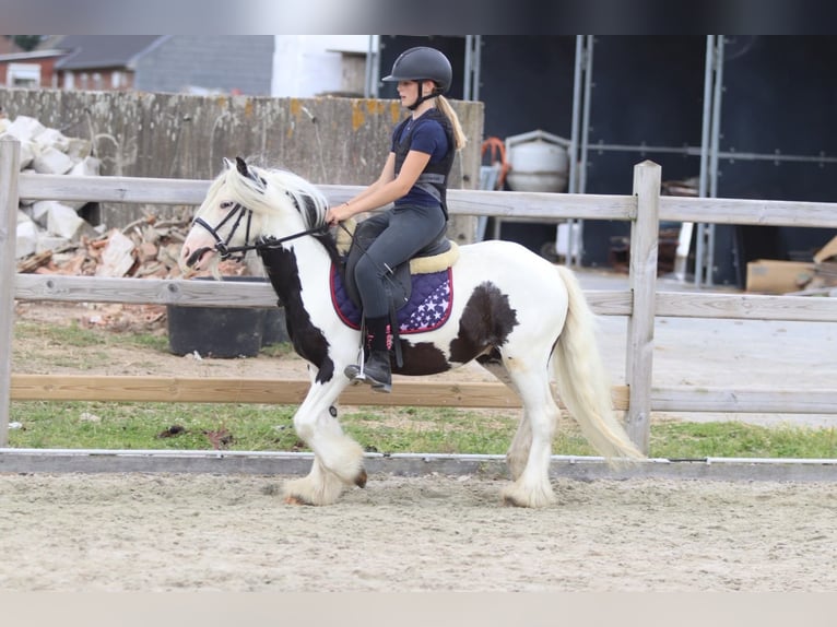 Gypsy Horse Gelding 5 years 11.2 hh Pinto in Pepingen